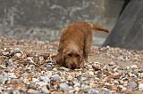 BASSET FAUVE DE BRETAGNE 029